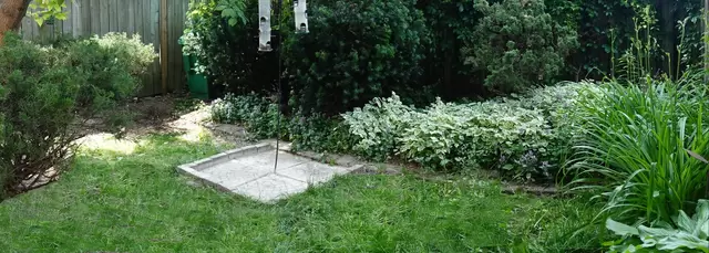 backyard Summer.jpg