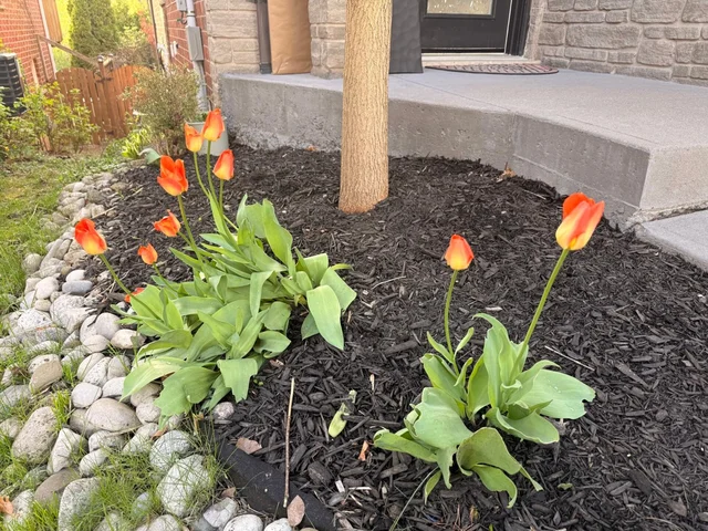 Tulip 1.jpeg