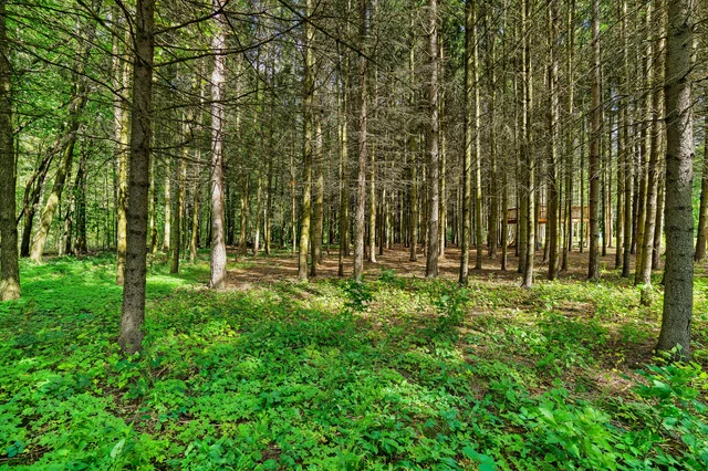 6310 18th Side Road Schomberg - photo 127
